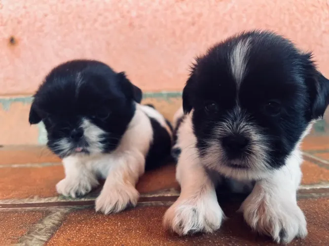 ? Shih Tzu filhotes ? raça pura