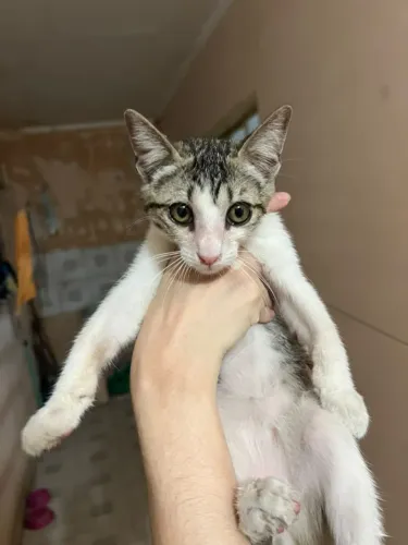 Gatinho macho para adoção responsável