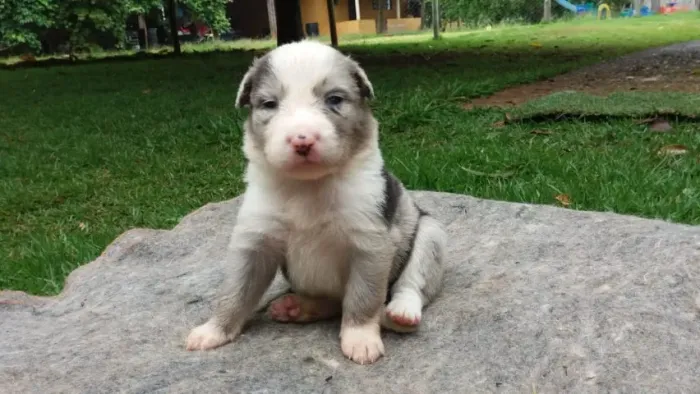 Border Collie diversas cores- Filhotes de Procedência, Qualidade e Muito Carinho