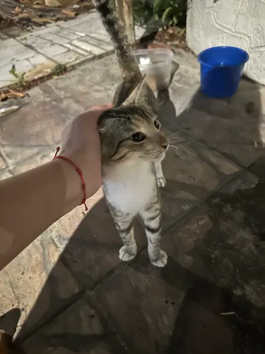 Gato