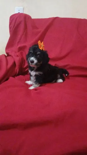 Vendo pooldle número 1