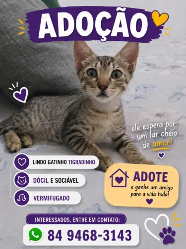 Gatinho muito dócil para adoção 