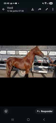 Cavalo 