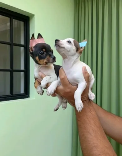 Apaixone-se por um Pinscher Mini
