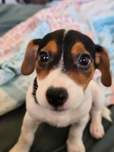 Filhote Jack Russel - Pedigree