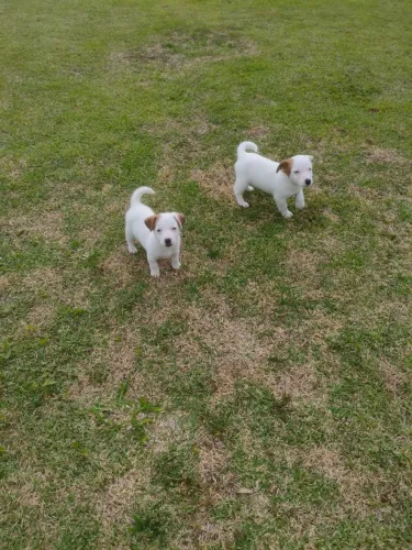 Filhote de Jack Russell disponível macho