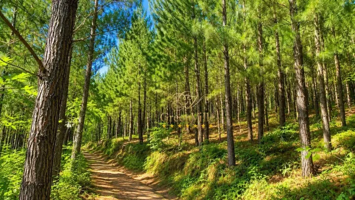 Campo Largo | Fazenda de 508 Hectares | Exclusiva para Reflorestamento