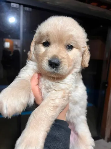 golden retriever vacinados