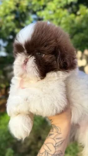 Shih tzu imperial qualidade impecável macho 