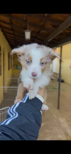 Filhote Border collie macho Red Merle tricolor de olhos azuis