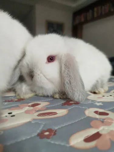 Filhote coelho Mini LOP  disponíveis.