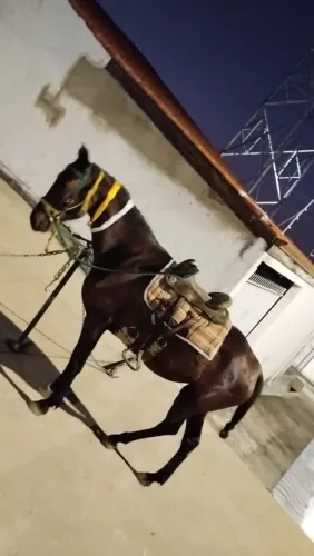 Cavalo