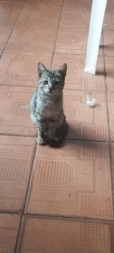 Adote esta linda gatinha!