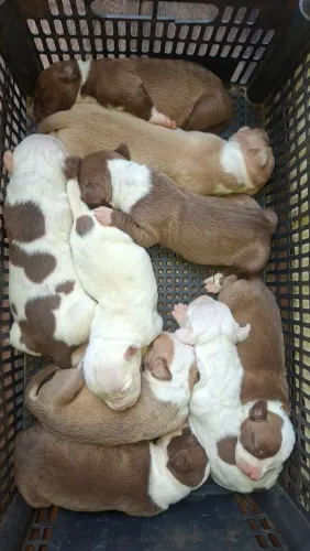 Filhotes pitbull