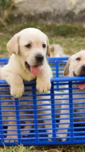 Labrador filhotes 