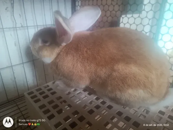 Coelhos