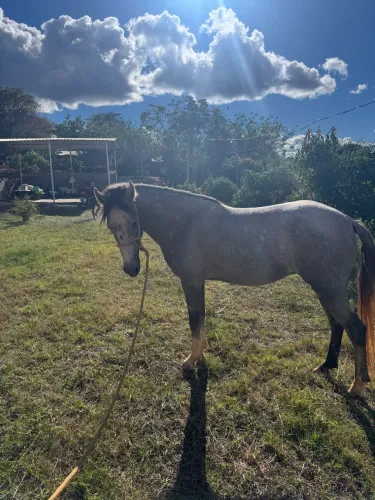 Cavalo mangalarga registrado