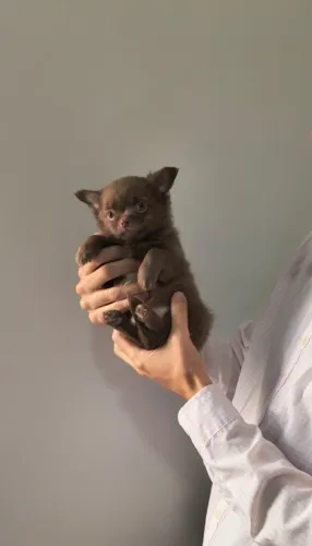 Chihuahua Macho Chocolate - Entrego Hoje!