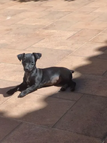 Cachorro Pincher filhote bicolor 