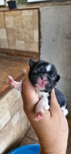 Filhote de Shih Tzu Macho Preto e Branco