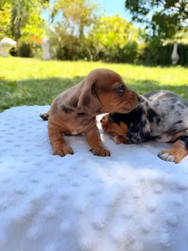 DACHSHUND (SALSICHA) FÊMEA ARLEQUIM C KIT BOAS VINDAS