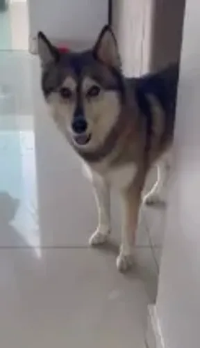 Doação de Husky Siberiano