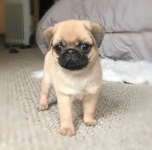 Pug - A Alegria Que Faltava Para Completar Seu Lar
