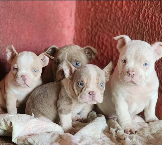 Filhote de american bully 