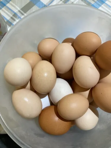 Ovos Caipiras - Galado, Pesadão, Embrapa, JBS e Rodia