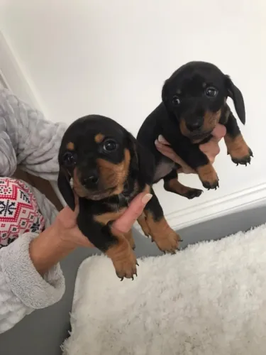 Teckel Filhotes Puro Amor - Prontos Para Um Novo Lar!