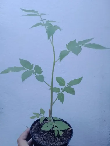 Muda de tomate cereja
