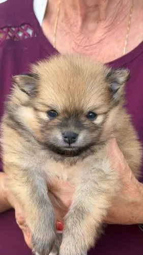 spitz alemão