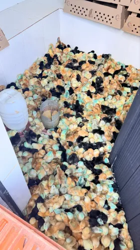 PINTINHOS CAIPIRA E POSTURA 