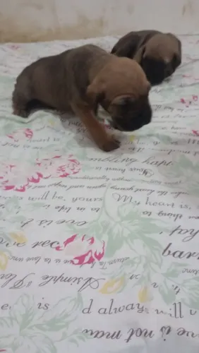 7 Cachorros da Raça Fila Brasileira, puro , a mãe tem pedigree.