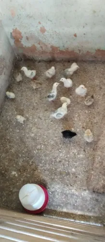 Vende-se galinhas