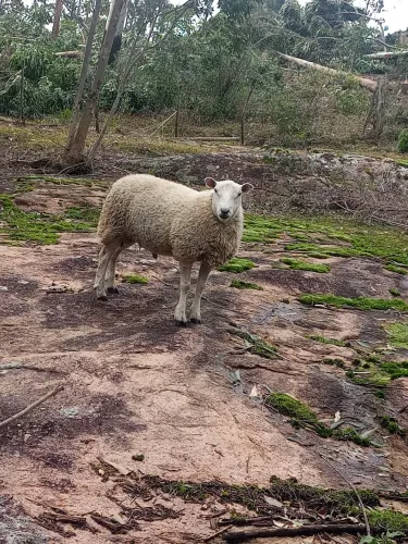 Vendo Carneiro