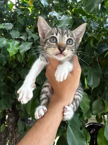 Adoção gato filhote