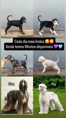 Filhotes de Afghan Hound