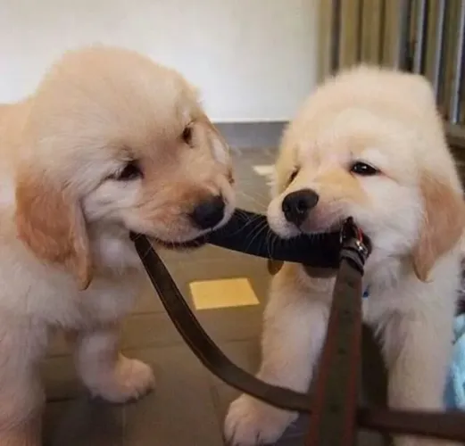 Golden retriever qualidade garantida