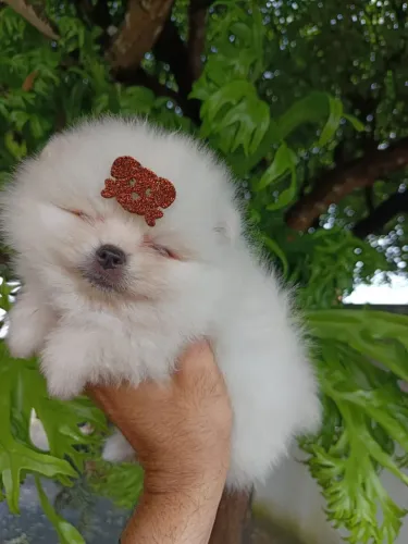 Filhotes de Lulu da Pomerânia