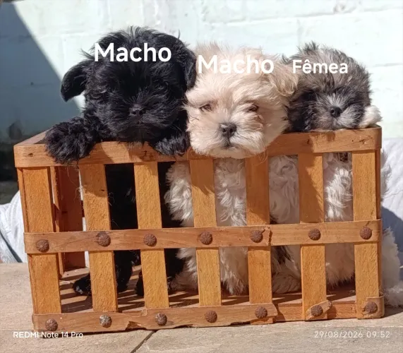 Filhotes Mal-Shi peludos