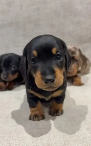 Neném dachshund/teckel/basset/salsicha/cofap saudável e linhagem dócil