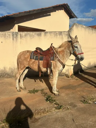 Burro top 
