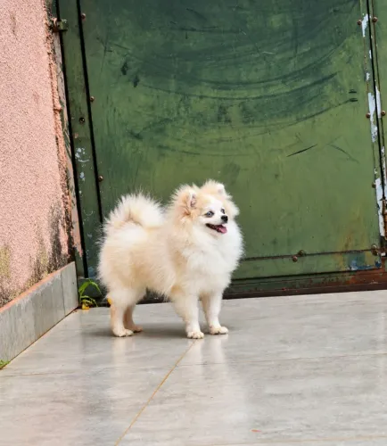 Lulu da Pomerânia (macho)
