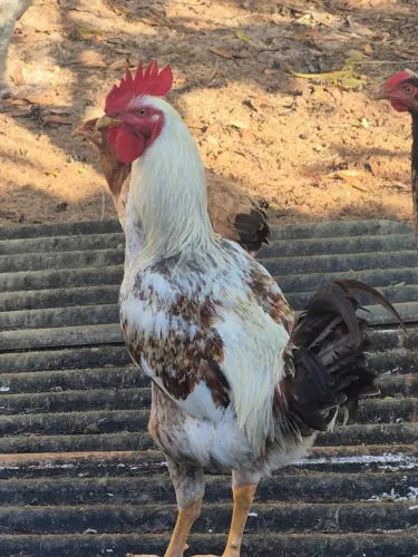 Galo novo