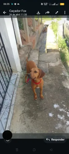 Cachorro fox americano