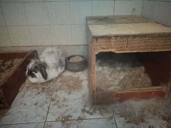 Vende-se filhotes de coelho mini Lion Head 80,00 reais e mini lop Uruguaio 150,00 reais