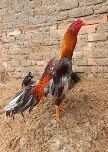 Galo índio pulva