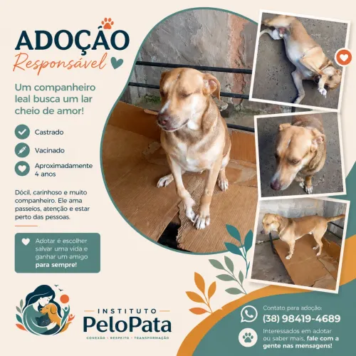 Adote