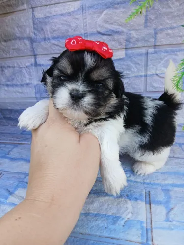Shitzu fêmea minizinha linda